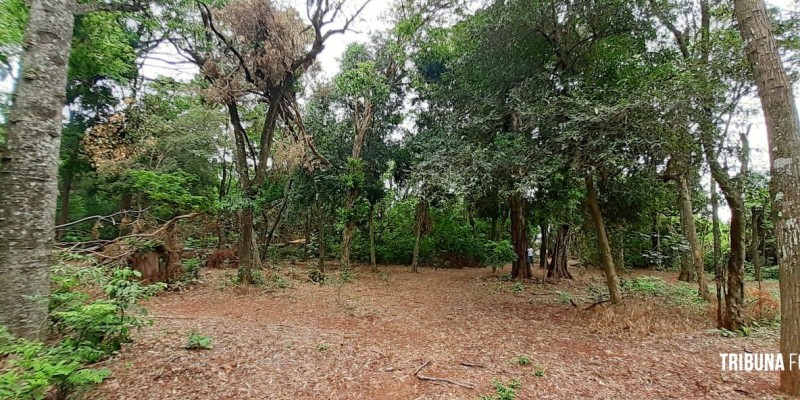 Bosque dos Macacos no Jardim Ipê será unidade de conservação