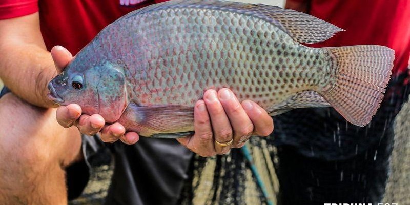 Feira do Peixe de Foz do Iguaçu começa na próxima terça-feira (04)