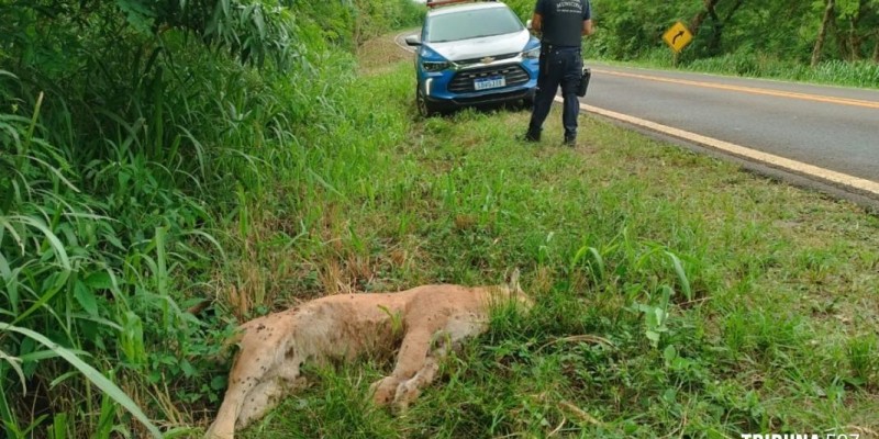 Onça encontrada morta as margens da PR-497 em Itaipulândia