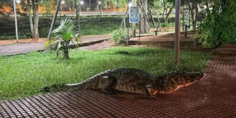 Jacaré sai para passeio de Natal em Ciudad del Este