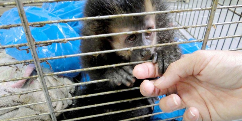 Animal silvestre em casa? Veja o que fazer se receber uma visita inesperada neste verão