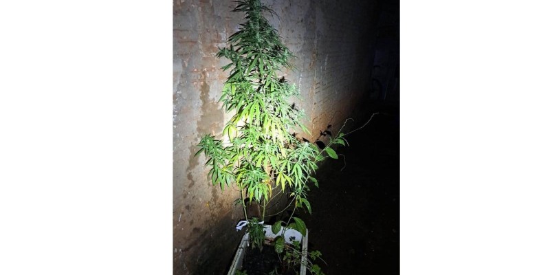 Policia Militar apreende pé de maconha no Jardim Guaíra