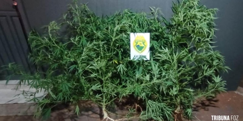 ROTAM apreende três pés de maconha na Favela do Queijo