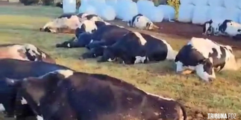 32 vacas eletrocutadas no interior de Marechal Cândido Rondon