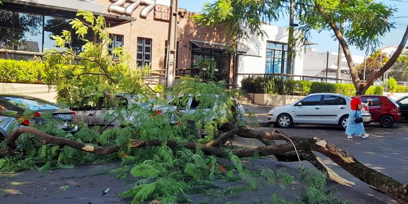 Árvore cai sobre três veículos no centro de Foz do Iguaçu