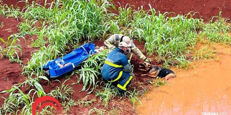 Cadela é salva pelos bombeiros na Av. Perimetral Leste