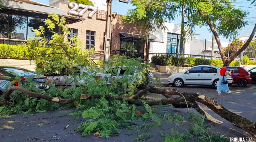 Árvore cai sobre três veículos no centro de Foz do Iguaçu