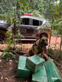 BPFRON apreende drogas em Santa Helena