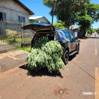 Militares do CHOQUE localiza plantação de maconha em STI