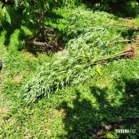 Militares do CHOQUE localiza plantação de maconha em STI