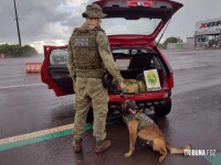 BPFRON apreende 122,8 Kg  de maconha em Céu Azul