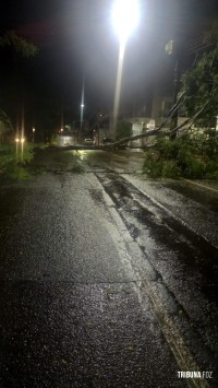 Av. Paraná foi interditada durante a noite de ontem após queda de arvore sobre a via