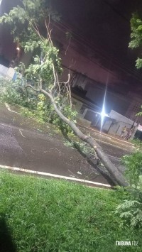 Av. Paraná foi interditada durante a noite de ontem após queda de arvore sobre a via