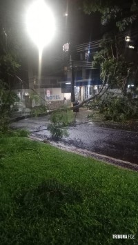 Av. Paraná foi interditada durante a noite de ontem após queda de arvore sobre a via