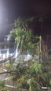 Av. Paraná foi interditada durante a noite de ontem após queda de arvore sobre a via