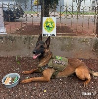 PM e o MP deflagram operação “king beer” com prisões, apreensão de drogas e armas em Marechal Cândido Rondon e região