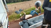 Homem é encontrado morto desovado na área rural de Foz vítima de esfaqueamento