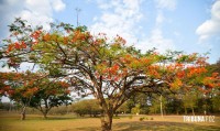 Primavera começa às 3h:50min deste sábado