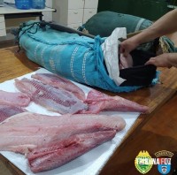 PM Ambiental realiza apreensão de peixes no Parque Nacional do Iguaçu 
