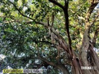 Idoso de 75 anos fica ferido ao ser atingido por galho enquanto fazia exercícios na Praça Central de Santa Helena