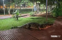 Jacaré sai para passeio de Natal em Ciudad del Este