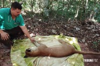 Animal silvestre em casa? Veja o que fazer se receber uma visita inesperada neste verão