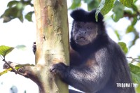 Animal silvestre em casa? Veja o que fazer se receber uma visita inesperada neste verão