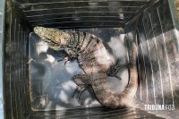 Animal silvestre em casa? Veja o que fazer se receber uma visita inesperada neste verão