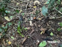 Ossada humana é encontrada no Parque Nacional do Iguaçu