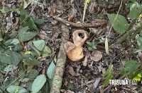 Ossada humana é encontrada no Parque Nacional do Iguaçu