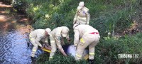 Bombeiros resgatam idoso que caiu no rio "bostinha"