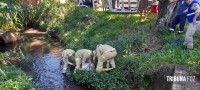 Bombeiros resgatam idoso que caiu no rio "bostinha"