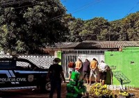 GDE da Policia Civil prende cinco pessoas na Vila C com grande quantidade de maconha