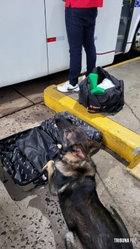 Policia Federal prende passageiro com mala contendo maconha na rodoviária de Foz do Iguaçu