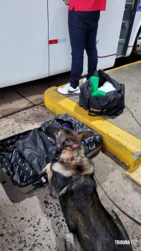 Policia Federal prende passageiro com mala contendo maconha na rodoviária de Foz do Iguaçu