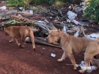 Mulher fica gravemente ferida após ataque de pit-bulls no Lagoa Dourada