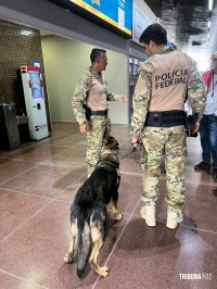 Policia Federal recebe mais dois cães farejadores policiais e reforça fiscalização na tríplice fronteira