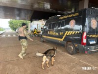 Policia Federal recebe mais dois cães farejadores policiais e reforça fiscalização na tríplice fronteira