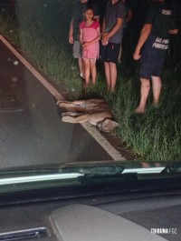 Onça morre atropelada na Ruta 12 em Puerto Iguazu na Argentina