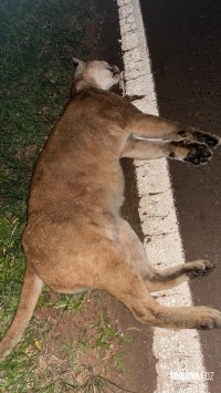 Onça morre atropelada na Ruta 12 em Puerto Iguazu na Argentina