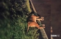 Onça morre atropelada na Ruta 12 em Puerto Iguazu na Argentina