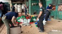 Polícia Civil de Santa Terezinha de Itaipu realiza incineração de entorpecentes