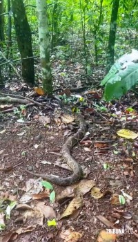 Policia Ambiental resgatam cobra em aérea particular e solta em uma área de mata nativa em Foz