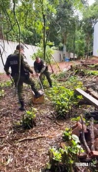 Policia Ambiental resgatam cobra em aérea particular e solta em uma área de mata nativa em Foz