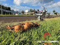 Motociclista colide com cachorro e deixa duas pessoas feridas na BR-277