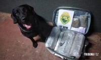 Unidade K9 da Polícia Militar apreende drogas em ônibus intermunicipal