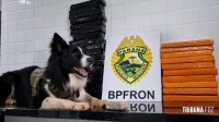 Cão farejador do BPFron localiza 24 kg de maconha em bagagem de ônibus na BR-277