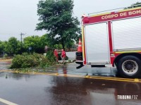 Bombeiros atendem a situações de queda de árvore em Marechal Rondon e na rodovia