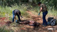 Corpo é encontrado enterrado em área de mata no Jardim Universitário em Foz do Iguaçu