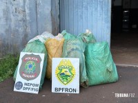 BPFRON e PF apreendem 97,3 Kg de maconha tipo capulho no porto clandestino do Monsenhor em Foz do Iguaçu